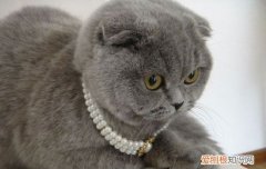 猫咪眼睛分泌物增多流眼泪怎么办,猫咪眼睛分泌物增多怎么办,猫咪眼睛分泌物增多流眼泪