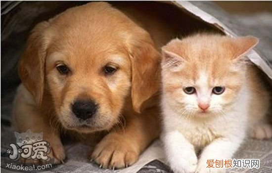 如何让猫狗和平相处 喵星人与汪星人如何一起养