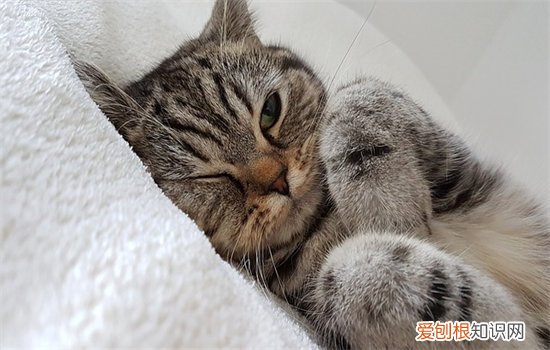 两个半月的猫咪每天吃多少猫粮 猫咪每天吃多少猫粮