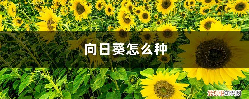 可以在家种向日葵吗 向日葵怎么种，家里种向日葵忌讳