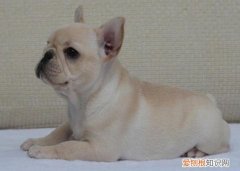 法牛犬皮肤病怎么处理 法牛皮肤病怎么处理