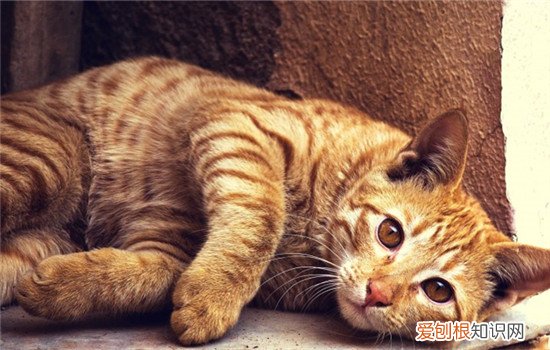 猫罐头好吗 猫罐头有什么优缺点