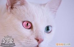 猫猫的肢体语言 如何读懂猫的肢体语言