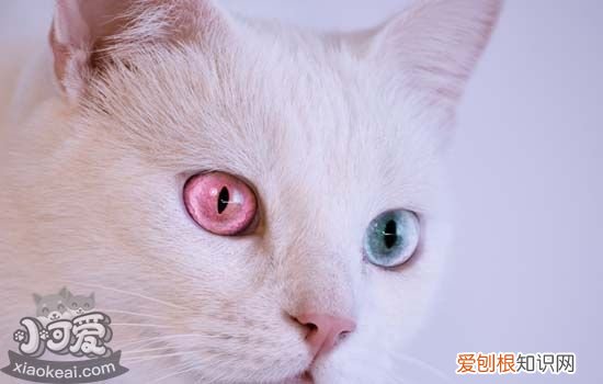 猫猫的肢体语言 如何读懂猫的肢体语言