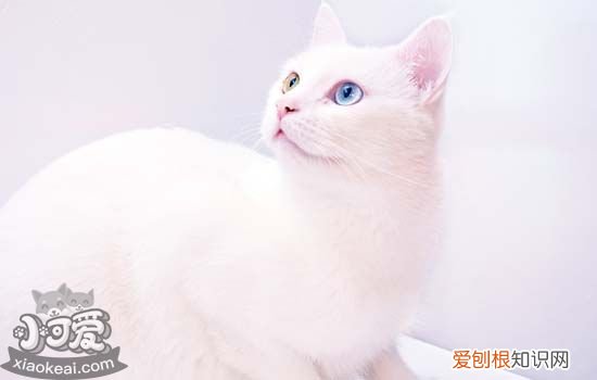 猫猫的肢体语言 如何读懂猫的肢体语言