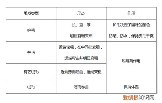 夏天给猫剃毛有坏处吗 夏季虽热,别再随意给猫咪剃毛