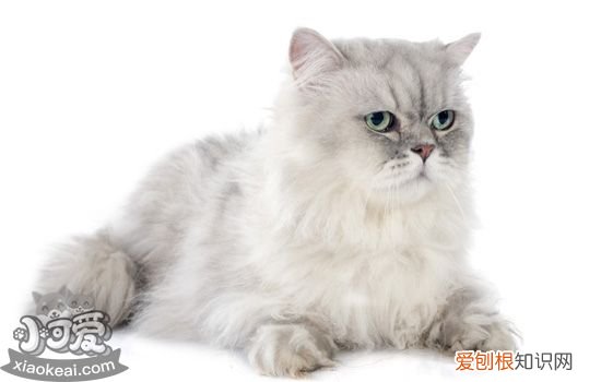 夏天给猫剃毛有坏处吗 夏季虽热,别再随意给猫咪剃毛