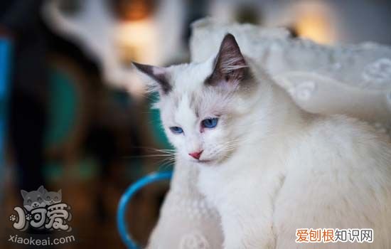 猫咪空调病的症状 猫也会得空调病吗