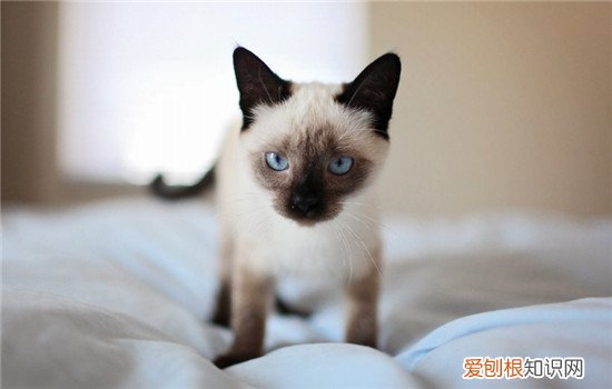 为什么猫讨厌洗澡 所有的猫咪都很怕水吗
