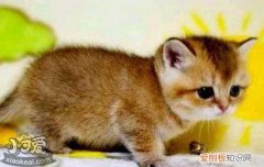 猫发情有什么特征 如何判断猫咪是否发情