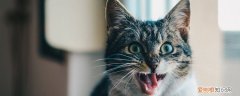 猫咪不能吃哪些食物? 猫咪不能吃的东西,猫咪不能吃什么,猫咪不能吃的食物有哪些