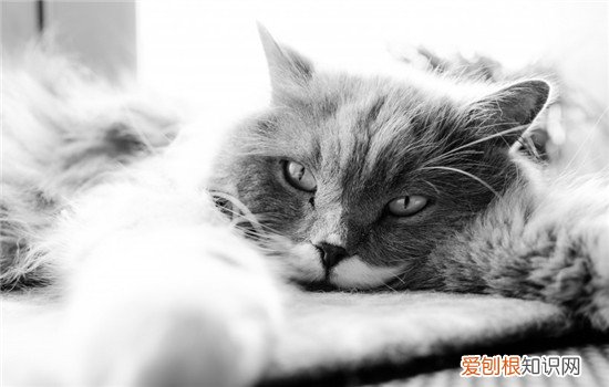 买猫要注意什么 怎么看猫咪健不健康