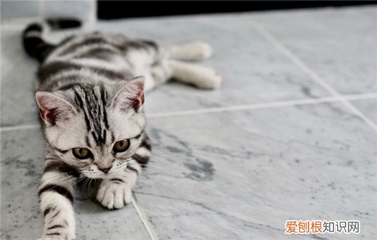 买猫要注意什么 怎么看猫咪健不健康