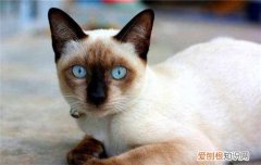 什么猫温顺好养 这四种猫咪颜值与智慧并存