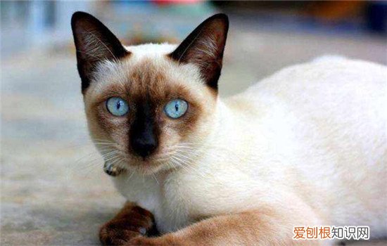 什么猫温顺好养 这四种猫咪颜值与智慧并存