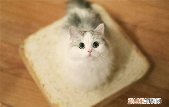 什么猫温顺好养 这四种猫咪颜值与智慧并存