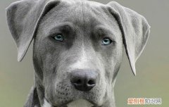 狗狗狂犬病会有什么症状 狗狗狂犬病症状