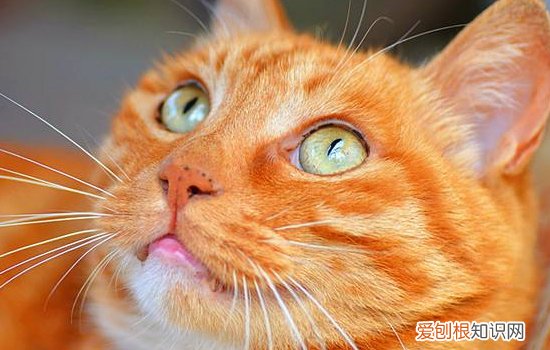 猫绝育之后会长胖吗,母猫绝育之后会长胖多少,猫做了绝育手术后会长胖吗