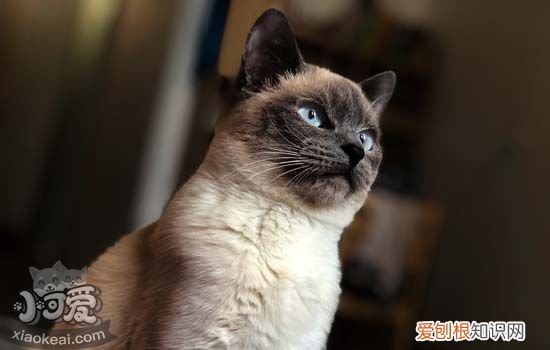 养猫有助于缓解抑郁吗 猫能改善你的抑郁症吗?
