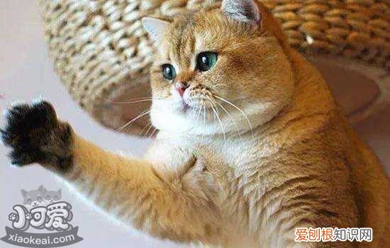 为什么大家云吸猫 为什么人人都爱云吸猫