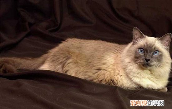哪些猫智商高 你家的猫咪有上榜吗