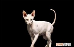 哪些猫智商高 你家的猫咪有上榜吗