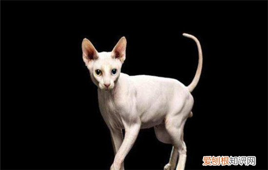 哪些猫智商高 你家的猫咪有上榜吗