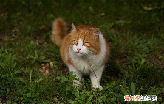 猫咪走失了会自己回来吗 平时一定要封好门窗