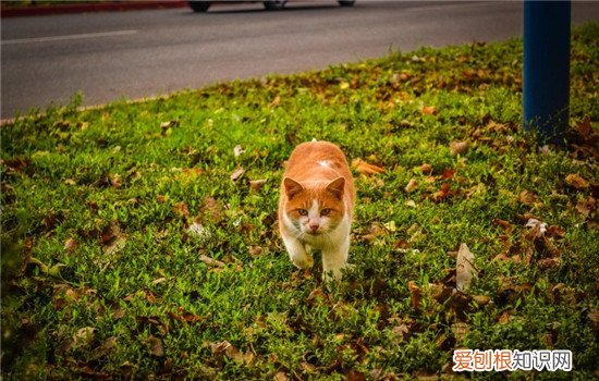 猫咪走失了会自己回来吗 平时一定要封好门窗
