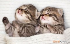 奶猫多大耳朵立起来 奶猫耳朵像折耳是基因缺陷吗
