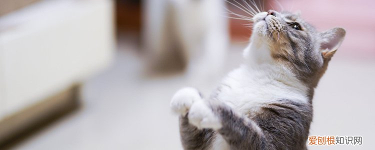 猫一直脱毛是什么原因 猫脱毛是什么原因,猫脱毛严重什么原因,猫咪掉毛严重的原因