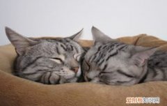 猫一直脱毛是什么原因 猫脱毛是什么原因,猫脱毛严重什么原因,猫咪掉毛严重的原因