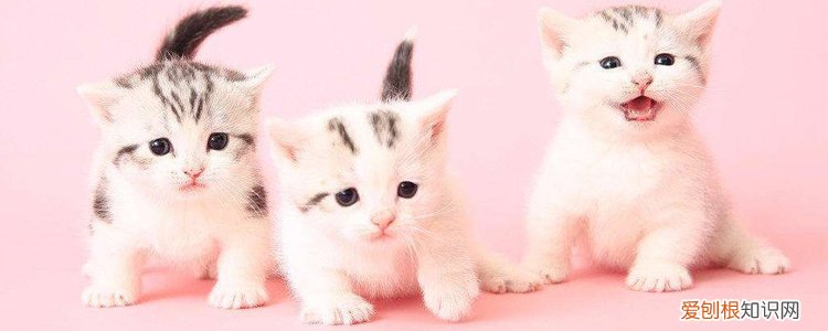 猫咪身上臭怎么办 猫身上很臭怎么办,猫身上臭怎么办,猫身上臭味怎么去除