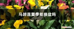 马蹄莲换盆后要立马浇水吗 马蹄莲夏季能换盆吗，马蹄莲换盆技巧