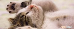 猫舍为什么不能上门看猫,猫舍为什么不能上门,为什么猫舍都不给上门