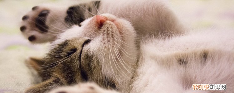 猫舍为什么不能上门看猫,猫舍为什么不能上门,为什么猫舍都不给上门