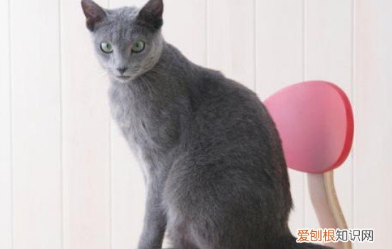 养猫需要什么药品 养猫必备药品清单,养猫必备药品,养猫家中常备药物
