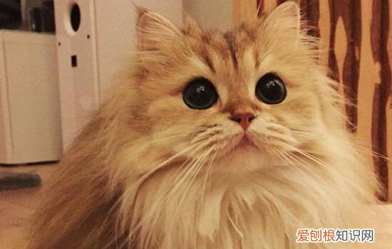 猫咪抓板什么样的好 猫抓板选择,如何选择猫抓板,猫咪的猫抓板如何选择