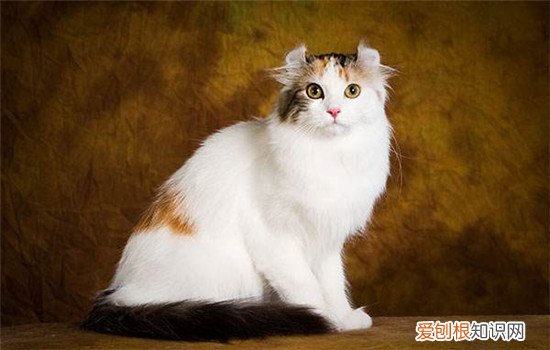 美国卷耳猫是什么猫 美国卷耳猫的耳朵十分容易骨折