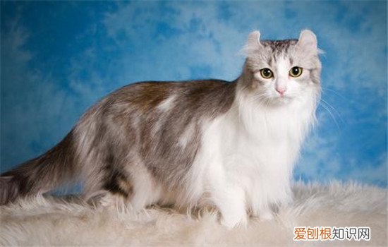 美国卷耳猫是什么猫 美国卷耳猫的耳朵十分容易骨折