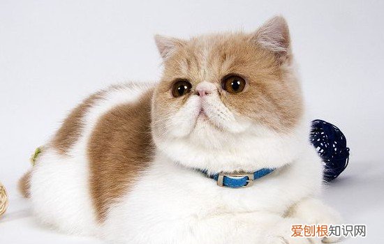 猫咪猫抓板有什么用 猫咪的猫抓板如何选择,猫抓板的选择,猫抓板选择