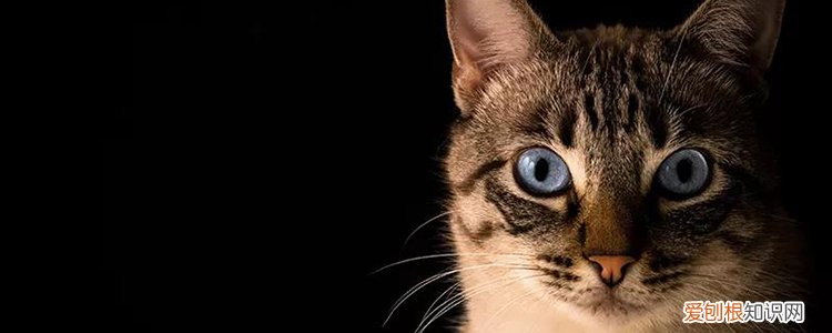 豹猫中国让养吗 养亚洲豹猫犯法吗,亚洲豹猫可以家养吗,亚洲豹猫家养合法吗