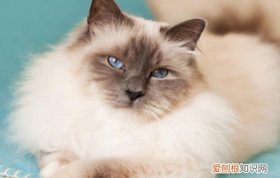 什么样的猫爬架最实用 如何选择猫爬架,猫爬架选择,猫爬架的选择