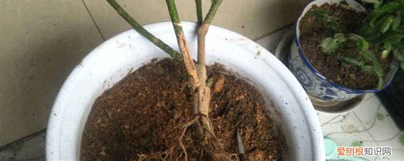盆栽怎么排积水,怎么看花盆是否积水了 盆栽怎么排积水，怎么看花盆是否积水
