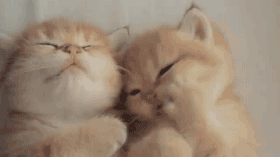 公橘猫和母橘猫的差别 百分之八十的胖子都是公猫