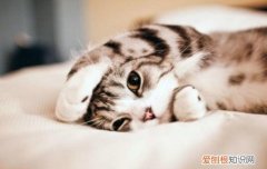 自制猫饭的做法和配方 自制猫饭怎么做,自制猫饭配方,方便又便宜的自制猫饭