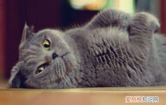 自制猫饭好还是猫粮好,自制猫饭和猫粮哪个好,自制猫饭和猫粮哪个好