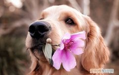 狗狗腹积水多久会死 狗狗腹积水能活多久