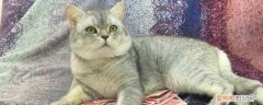 猫粮应不应该经常换 猫咪换猫粮注意什么,换猫粮要注意什么,经常换猫粮对猫咪好吗