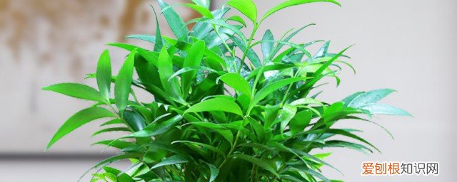 平安竹怎么养 平安竹盆栽怎么养